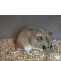 گونه همستر خاکستری Grey Dwarf Hamster